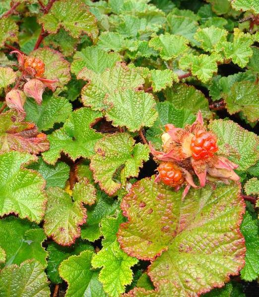 Rubus 'Betty Ashburner'